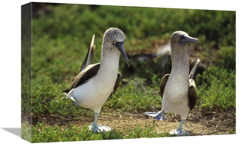 Global Gallery GCS-395658-1218-142 12 x 18 in. Blue-Footed Booby Pair 