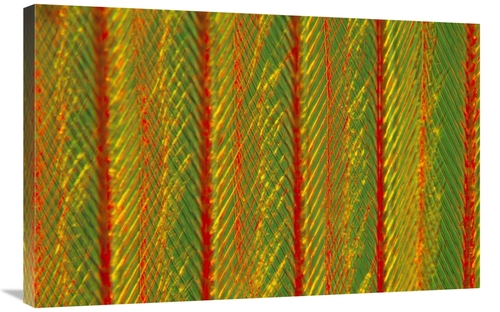 Global Gallery GCS-398216-2436-142 24 x 36 in. Close Up of Feather Sho