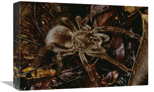 Global Gallery GCS-450798-1218-142 12 x 18 in. Tarantula Portrait,