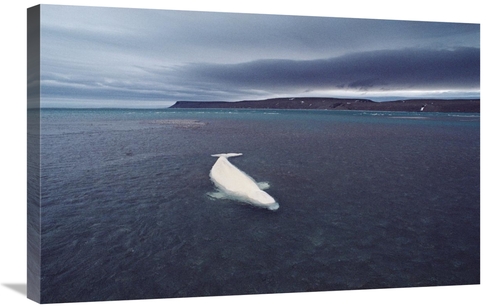 Global Gallery GCS-450729-2030-142 20 x 30 in. Stranded Beluga Whale A