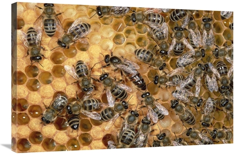 Global Gallery GCS-452420-2436-142 24 x 36 in. Honey Bee Colony on Hon