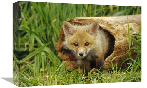 Global Gallery GCS-452951-1218-142 12 x 18 in. Red Fox Kit in Log,