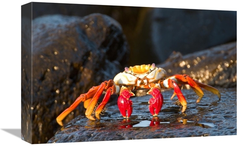 Global Gallery GCS-397342-1218-142 12 x 18 in. Sally Lightfoot Crab&#4