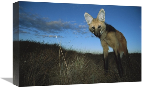 Global Gallery GCS-451656-1218-142 12 x 18 in. Maned Wolf Hunting At D