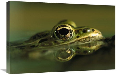 Global Gallery GCS-453373-2030-142 20 x 30 in. Northern Leopard Frog&#