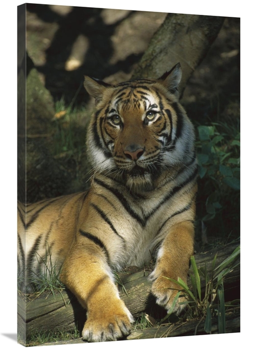 Global Gallery GCS-452642-2436-142 24 x 36 in. Bengal Tiger Portrait R