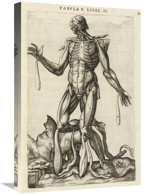 Global Gallery GCS-454962-1624-142 16 x 24 in. Male Figure with Muscle