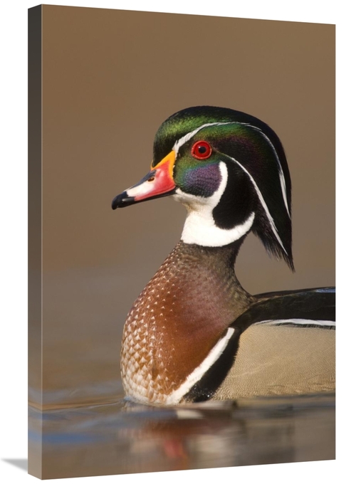 Global Gallery GCS-397402-2030-142 20 x 30 in. Wood Duck Male in Breed