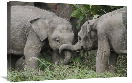 Global Gallery GCS-397705-2030-142 20 x 30 in. Asian Elephant Young Pl