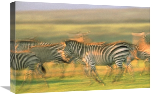 Global Gallery GCS-396080-1624-142 16 x 24 in. Burchells Zebra Group R