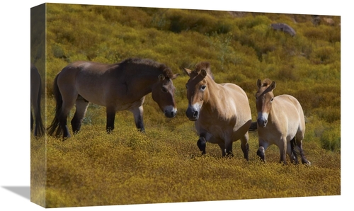 Global Gallery GCS-450872-1218-142 12 x 18 in. Przewalskis Horse Trio 