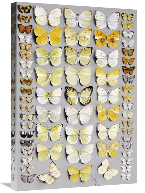 Global Gallery GCS-268488-30-142 30 in. Sixty-Seven Lepidoptera Art Pr