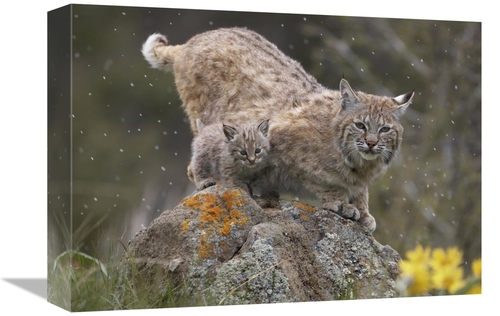 Global Gallery GCS-396343-1216-142 12 x 16 in. Bobcat Mother & Kitten 