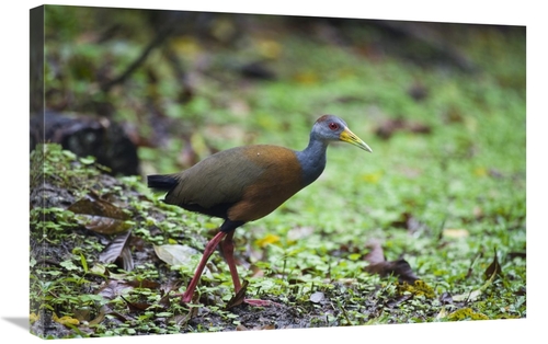 Global Gallery GCS-452669-2030-142 20 x 30 in. Grey-Necked Wood-Rail&#