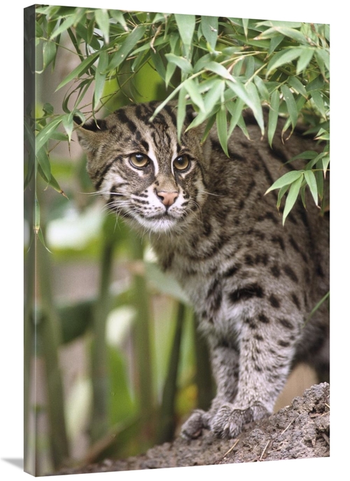 Global Gallery GCS-450828-2436-142 24 x 36 in. Fishing Cat Portrait&#4