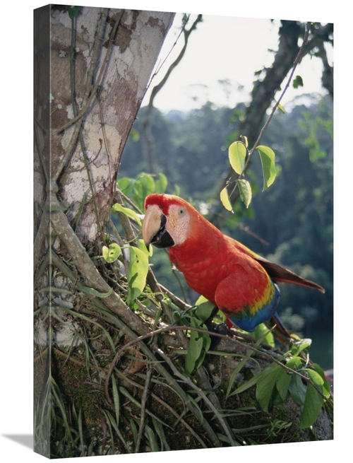 Global Gallery GCS-451533-1624-142 16 x 24 in. Scarlet Macaw Living in