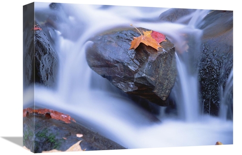 Global Gallery GCS-397045-1216-142 12 x 16 in. Autumn Leaf on Boulder&