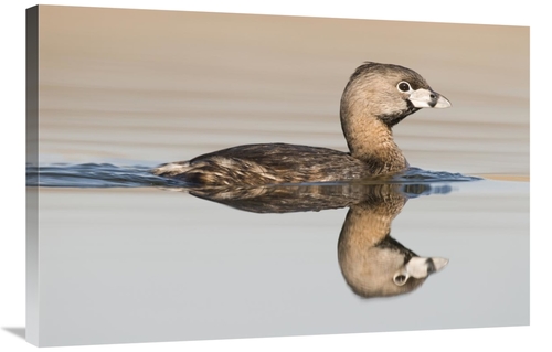 Global Gallery GCS-397397-2436-142 24 x 36 in. Pied-Billed Grebe Swimm