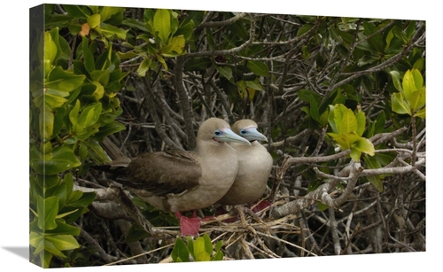 Global Gallery GCS-453053-1624-142 16 x 24 in. Red-Footed Boobies on N