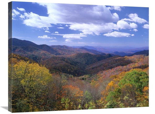 Global Gallery GCS-397158-2432-142 24 x 32 in. Deciduous Forest in the