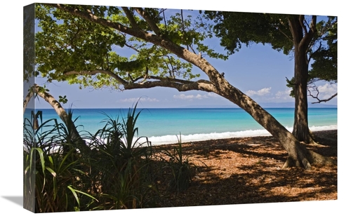 Global Gallery GCS-453638-1624-142 16 x 24 in. Coastal Rainforest,