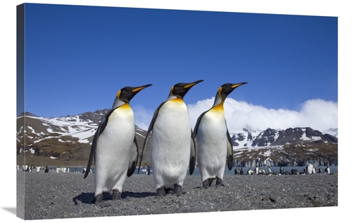 Global Gallery GCS-395347-2436-142 24 x 36 in. King Penguin Group on B