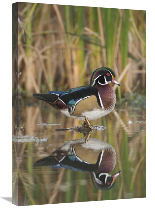 Global Gallery GCS-397404-2030-142 20 x 30 in. Wood Duck Male in Breed