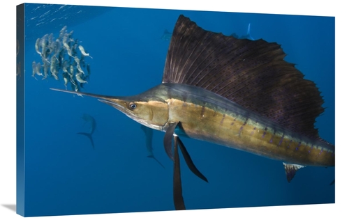 Global Gallery GCS-397923-2436-142 24 x 36 in. Atlantic Sailfish Hunti