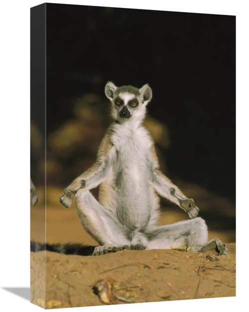 Global Gallery GCS-452648-1218-142 12 x 18 in. Ring-Tailed Lemur Sunni