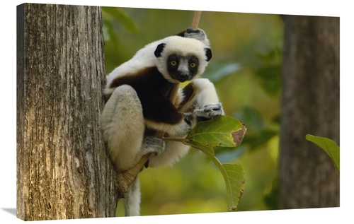 Global Gallery GCS-453028-2436-142 24 x 36 in. Coquerels Sifaka Wester