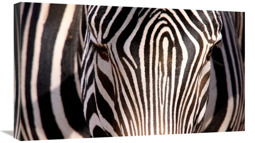 Global Gallery GCS-486650-30-142 30 in. Zebra Head Art Print - Vic Sch