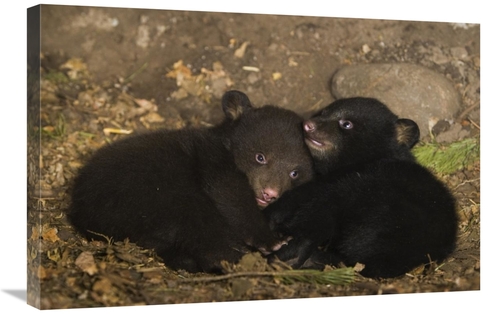 Global Gallery GCS-395885-2030-142 20 x 30 in. Black Bear 7 Week Old C