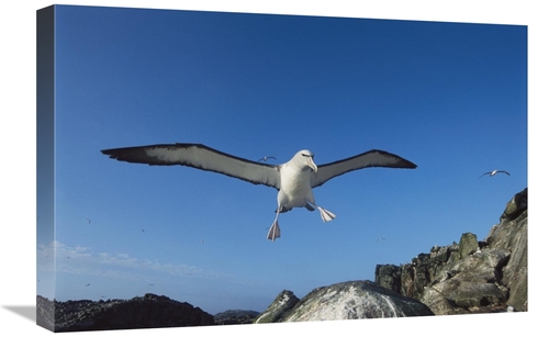 Global Gallery GCS-451678-1624-142 16 x 24 in. Salvins Albatross Retur