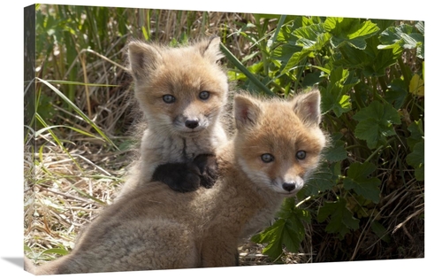 Global Gallery GCS-395414-2030-142 20 x 30 in. Red Fox Kits Playing&#4