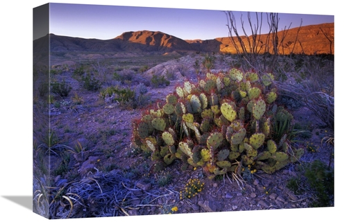Global Gallery GCS-396772-1216-142 12 x 16 in. Opuntia in Chihuahuan D