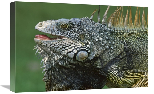 Global Gallery GCS-398563-1624-142 16 x 24 in. Green Iguana Male Displ