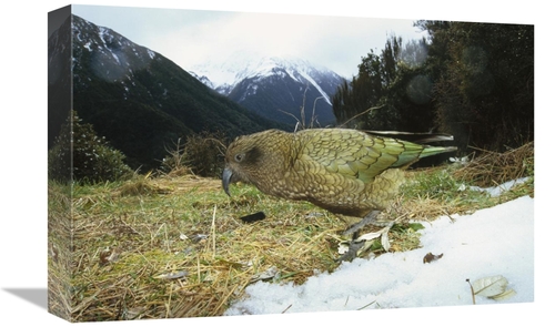 Global Gallery GCS-451066-1218-142 12 x 18 in. Kea Parrot in Alpine Sc