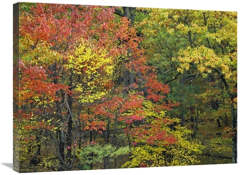 Global Gallery GCS-396630-2432-142 24 x 32 in. Fall Foliage at Fishers