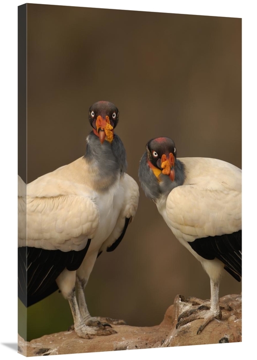 Global Gallery GCS-453154-2436-142 24 x 36 in. King Vulture Pair Perch
