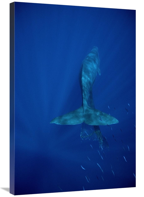 Global Gallery GCS-450609-2436-142 24 x 36 in. Sperm Whale Entangled i