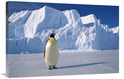 Global Gallery GCS-453118-2436-142 24 x 36 in. Emperor Penguin, Au