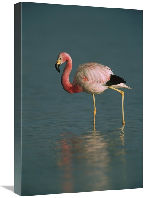 Global Gallery GCS-453169-1624-142 16 x 24 in. Andean Flamingo Wading&