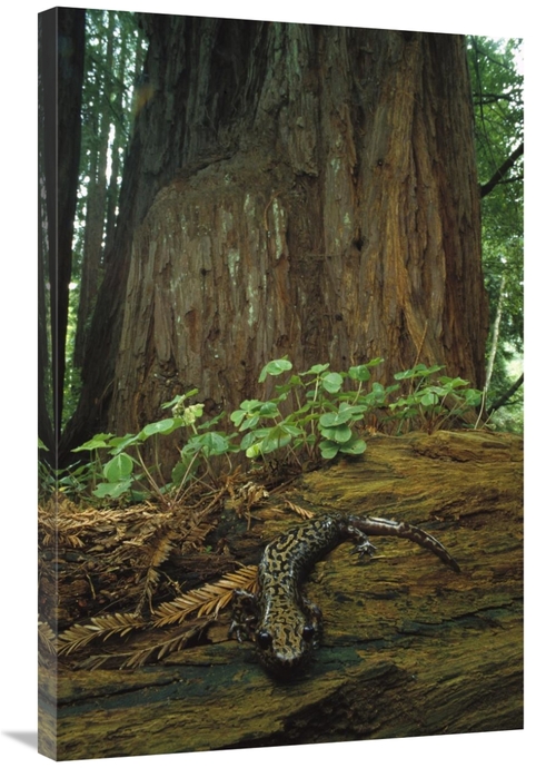 Global Gallery GCS-450722-2436-142 24 x 36 in. Pacific Giant Salamande