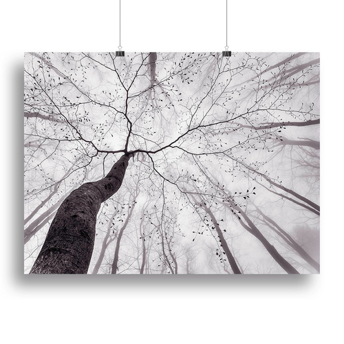 A View Of The Tree Crown Canvas Print or Poster