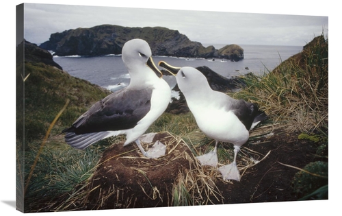 Global Gallery GCS-451300-2436-142 24 x 36 in. Grey-Headed Albatrosses