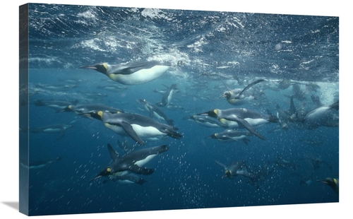 Global Gallery GCS-451115-2030-142 20 x 30 in. King Penguins Swimming 