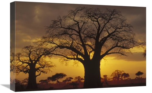 Global Gallery GCS-452868-1624-142 16 x 24 in. Baobab Tree Silhouetted