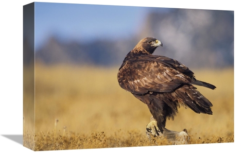 Global Gallery GCS-396094-1216-142 12 x 16 in. Golden Eagle on A Snag&