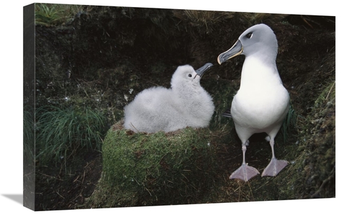 Global Gallery GCS-451616-1624-142 16 x 24 in. Grey-Headed Albatross P