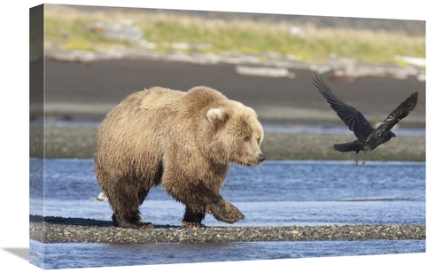 Global Gallery GCS-395507-1624-142 16 x 24 in. Grizzly Bear Walking Al